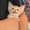 उ