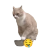 😸😽 Miau Miau 😽😸 6