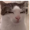 Reacción de gatos 21