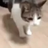 Gif kucing 16