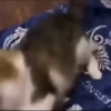 Gif kucing 21