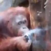 Macaco 🐒 8