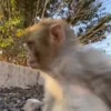 MONKEYYYY 10