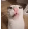 Kitty cats gif 8
