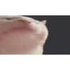 Kitty cats gif 12