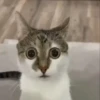 Gif kucing 8