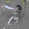 Macaco 🐒 15