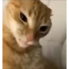 Gif kucing 28
