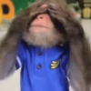 🐒 Monos Random 🇲🇽 🐒 10