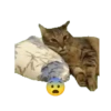 😸😽 Miau Miau 😽😸 5