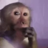 🐒 Monos Random 🇲🇽 🐒 11