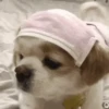 Perros y Gatos Random 🐕🐈 10