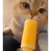 Gif kucing 14