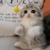 Perros y Gatos Random 🐕🐈 8