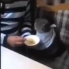 Gif kucing 23
