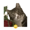 😸😽 Miau Miau 😽😸 11