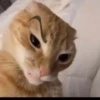 Reacción de gatos 11