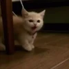 Moods gatos  17