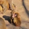 MONKEYYYY 20