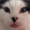 Moods gatos  13