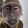🐒 Monos Random 🇲🇽 🐒 12