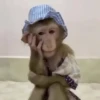 🐒 Monos Random 🇲🇽 🐒 13