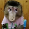 🐒 Monos Random 🇲🇽 🐒 14