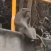 Monos changuitos 🦧 🦍🐒 10