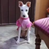 🔥TIKTOK RAMDON 2.0📲 21