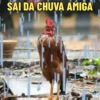SAI DA CHUVA AMIGA