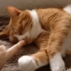 Moods gatos  20