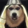 Floptok animadas 13