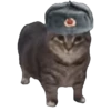 Memes Michis Random🐈‍⬛🐈🐾 18