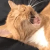 Gatos Curiosos 3😼👁️‍🗨️  19