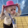 🐒 Monos Random 🇲🇽 🐒 15