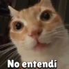 No entendi
