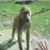 Macaco 🐒 5