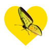 Mariposas en corazón amarillo 1 mov 5