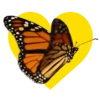 Mariposas en corazón amarillo 1 mov 8