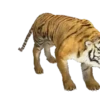 Bellos Animales 5