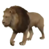 Bellos Animales 8