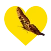 Mariposas en corazón amarillo 1 mov 10