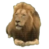 Bellos Animales 10