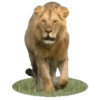 Bellos Animales 12