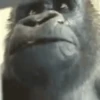 animal emotes 8
