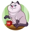 Cats 6