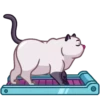 Cats 8