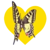 Mariposas en corazón amarillo 1 mov 14