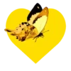 Mariposas en corazón amarillo 1 mov 15