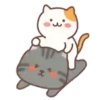 LOVELY cat . mov 12